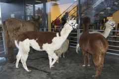 Tiere_web