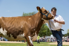 Schwingfest-0184